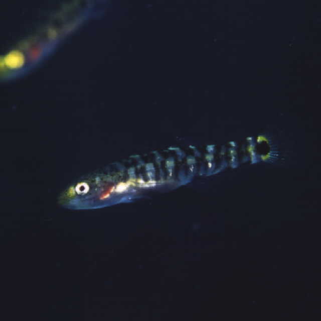 Chaenogobius gulosus